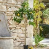LOBERON Fleurs Séchées Et Artificielles*Arbre décoratif Darfield