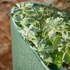 LOBERON Cache-Pots*Jardinière Pavignac