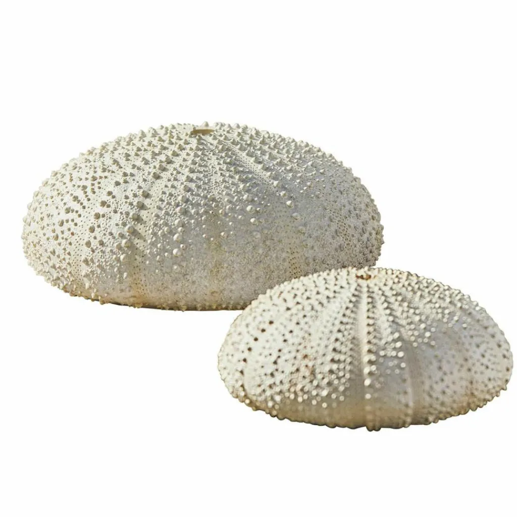LOBERON Décorations De Jardin*Lot de deux oursins décoratifs Kimbar