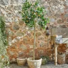 LOBERON Fleurs Séchées Et Artificielles|Décoration*Plante décorative Delbart