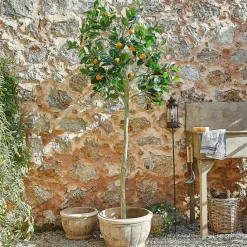 LOBERON Fleurs Séchées Et Artificielles|Décoration*Plante décorative Delbart